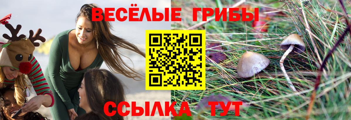 Псилоцибиновые грибы Psilocybe  Вход с VPN  Зеленогорск  Галлюциногенные грибы Psilocybine cubensis 